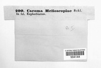 Melampsora euphorbiae image